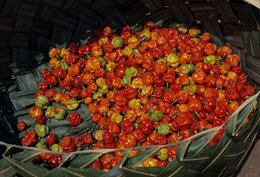 Archipel-des-Comores;-Corbeille;-France;-Kaleidos;-Kaleidos-images;-La-parole-à-limage;-Laurent-Abad;-Légumes;-Mayotte;-Océan-Indien;-Piments;-Stories-Pictures;-Vannerie